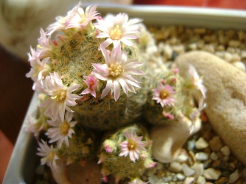 Mammillaria schiedeana ssp. giselae - Cactusi 2018