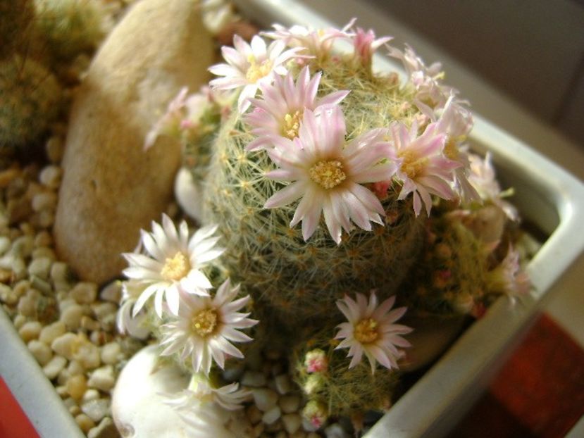 Mammillaria schiedeana ssp. giselae - Cactusi 2018