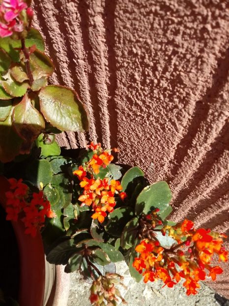  - Kalanchoe blossfeldiana si alte tipuri