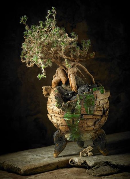 Mark Follon: Trichodiadema bulbosum - Vase - aranjamente - accesorii