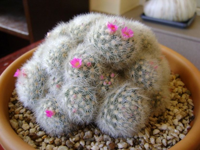 Mammillaria laui f. dasyacantha - Cactusi 2018