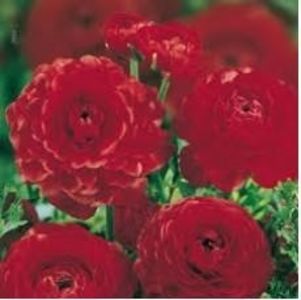 208968713_1_644x461_ranunculus-asiaticus-red-bulbi-pucioasa - Achizitii FLORI 2018