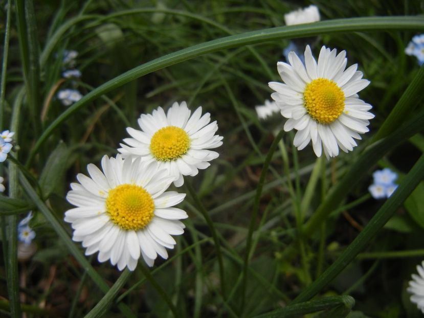 Bellis perennis (2018, April 24) - BELLIS Perennis