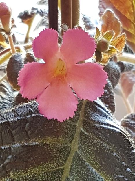 thumbnail (83) - EPISCIA 2018