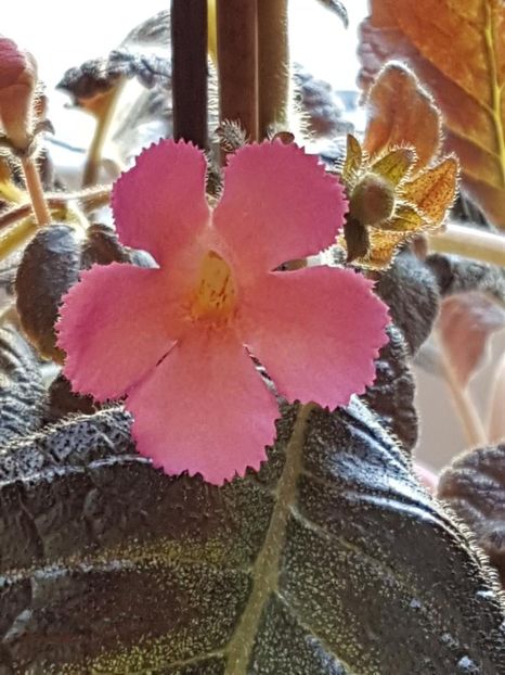 thumbnail (84) Pink Panther - EPISCIA 2018