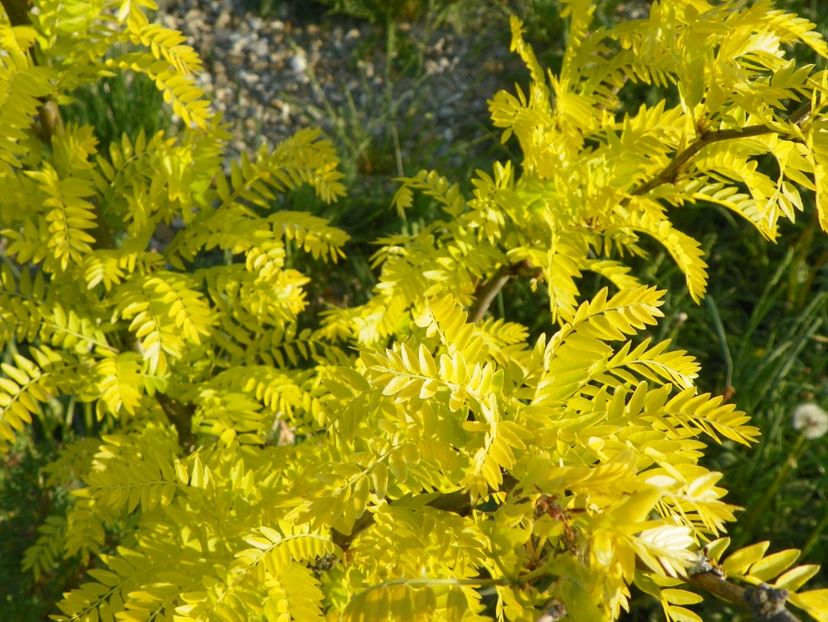 gleditsia Sunburst - z-Dobarland 2018