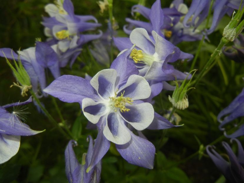 Aquilegia Blue & White (2018, May 01) - Aquilegia Blue White