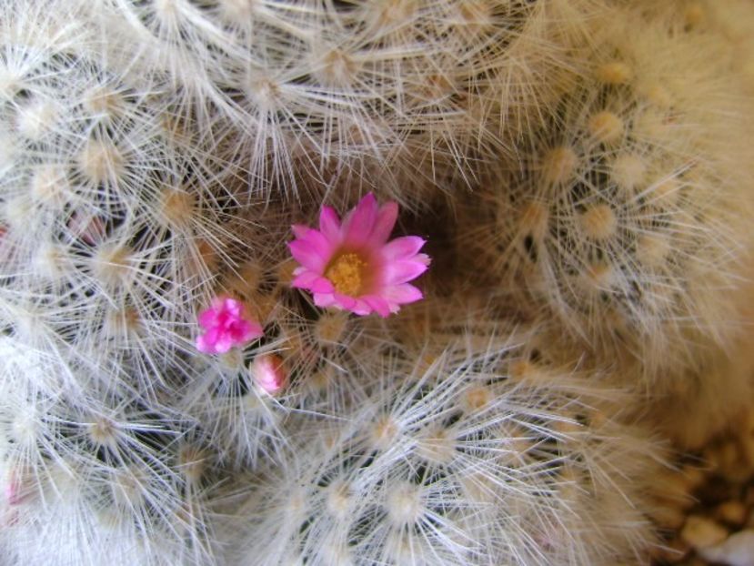 Mammillaria laui f. dasyacantha - Cactusi 2018