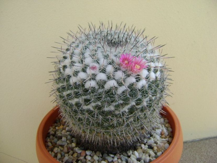 Mammillaria formosa ssp. chionocephala - Cactusi 2018