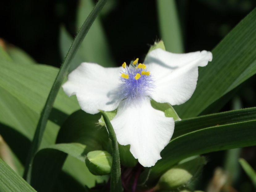  - Plante in gradina 2018