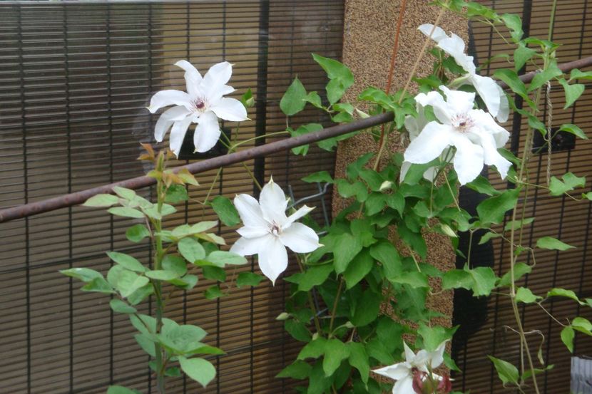 Beautiful Bride - Clematite