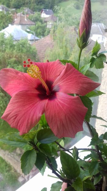  - Hibiscus Cairo Apricot