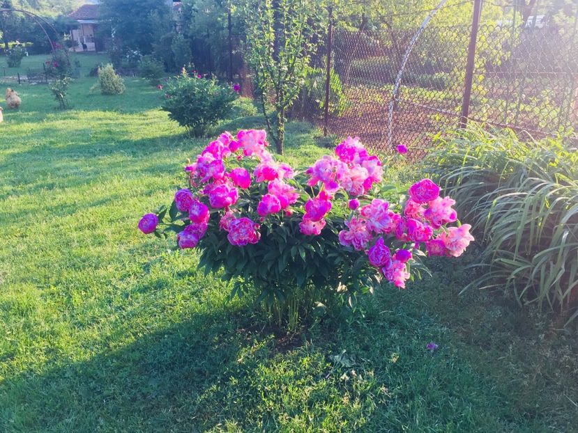 14 mai 2018 - A Curtea-gradina zambesc din nou