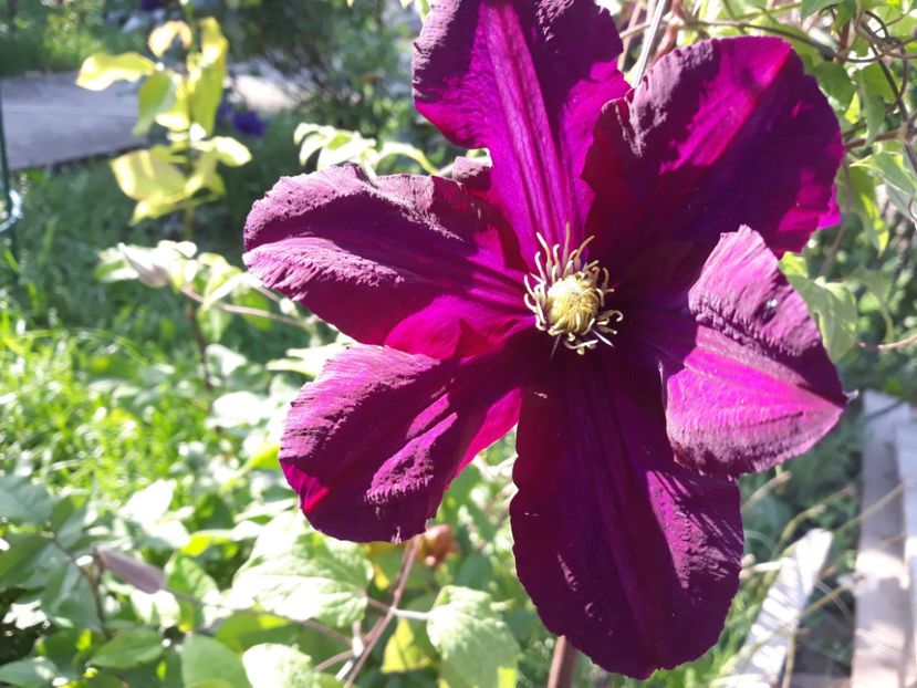  - 2018 clematis