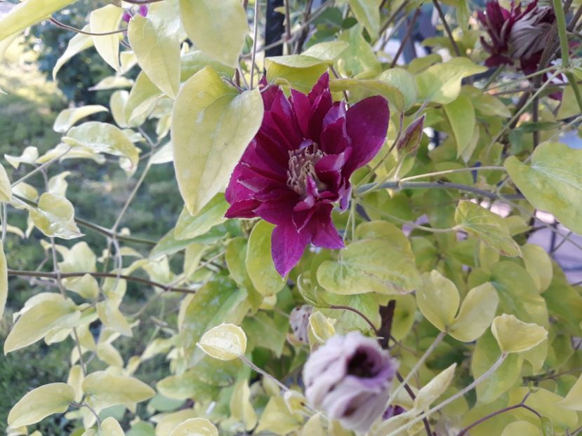  - 2018 clematis