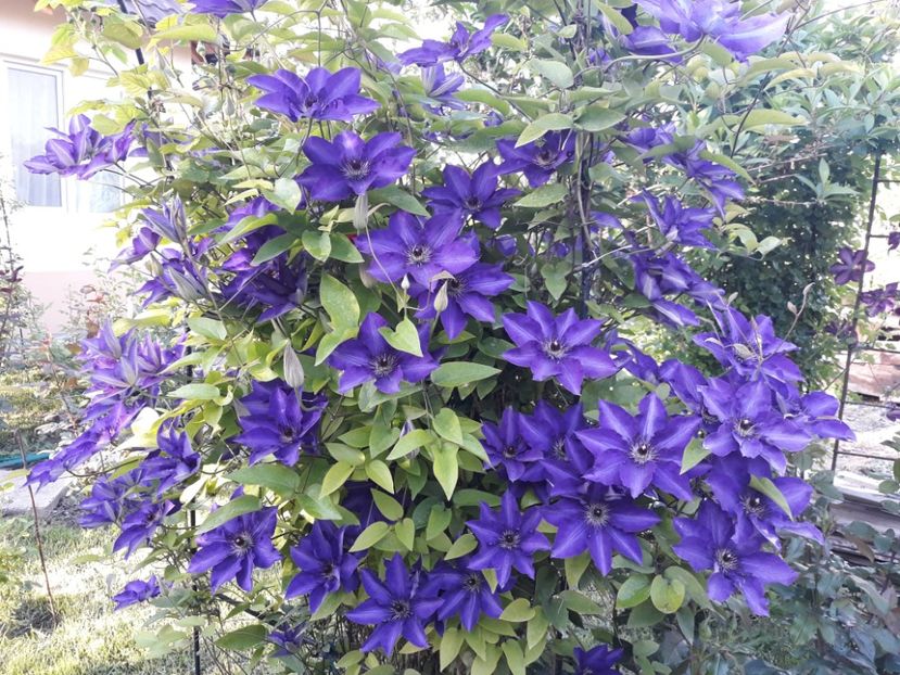  - 2018 clematis