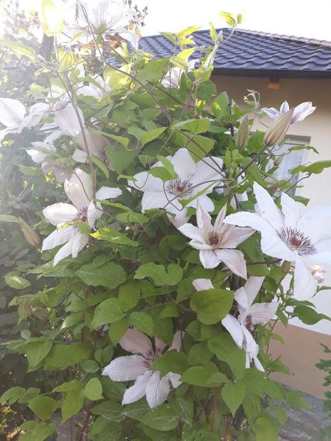  - 2018 clematis