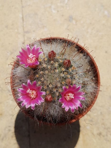 Mammillaria bocasana - Cactusi si plante suculente 2017-2018-2019