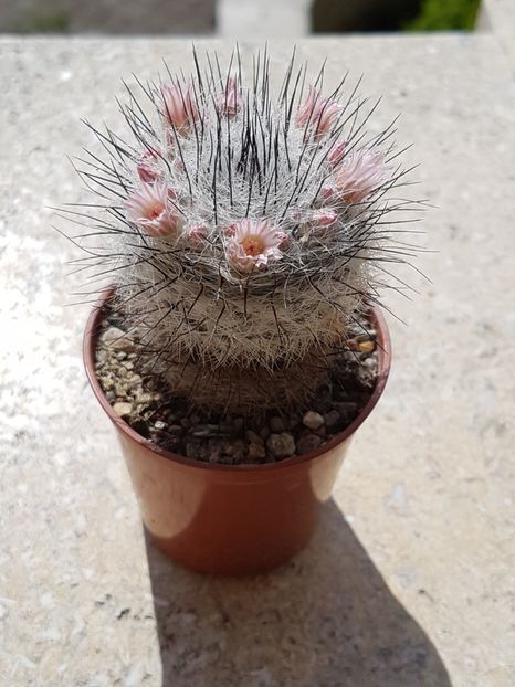  - Cactusi si plante suculente 2017-2018-2019