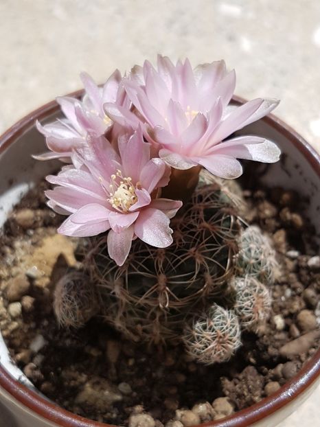 Gymnocalicium bruchii - Cactusi si plante suculente 2017-2018-2019