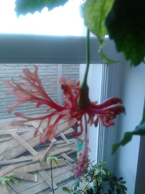 HIBISCUS SCHIZOPETALUS - FLORILE MELE