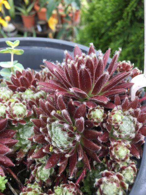 sempervivum 5 lei buc - De vanzare 2018