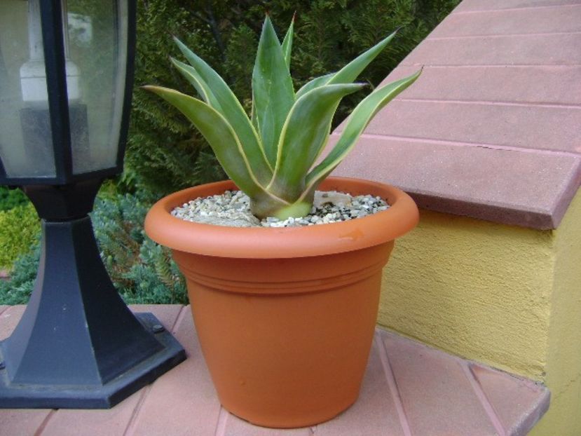 Agave desmettiana - Agave si Yucca 2018