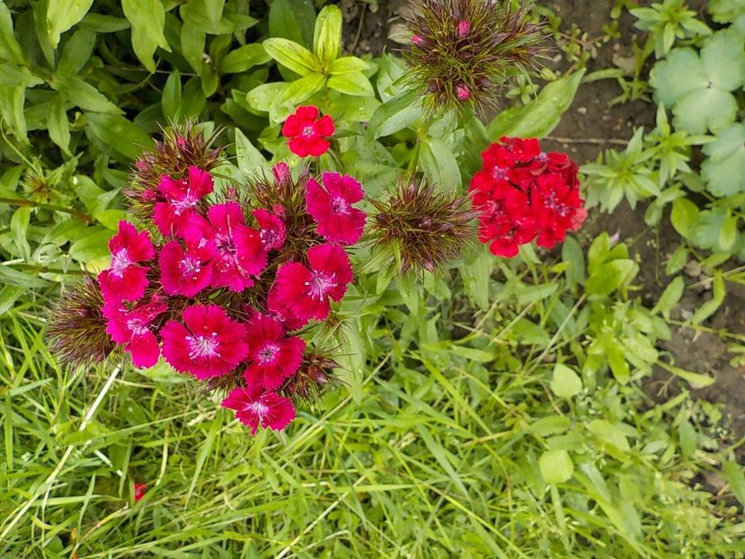  - dianthus