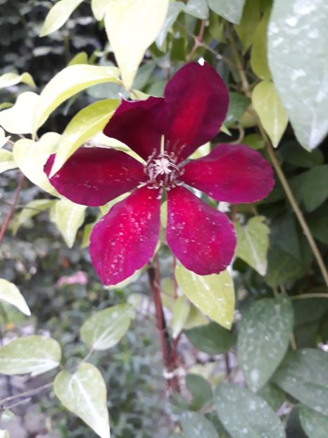  - 2018 clematis