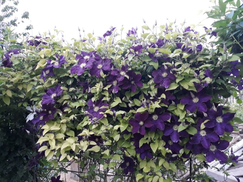  - 2018 clematis