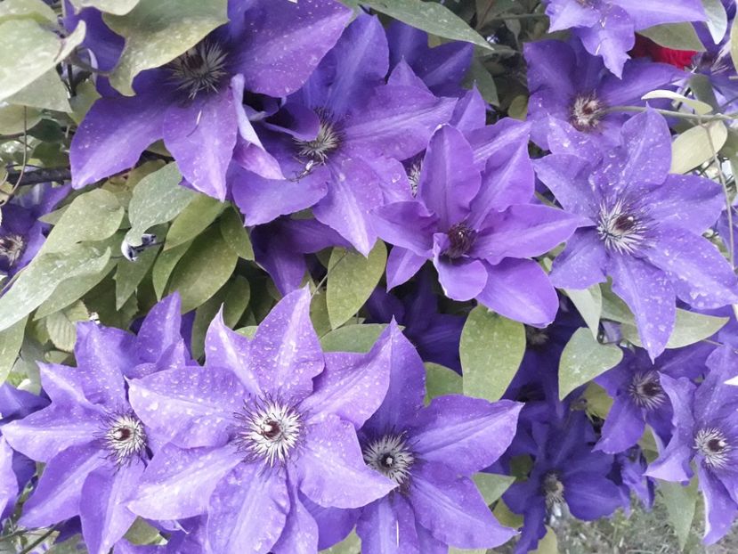  - 2018 clematis