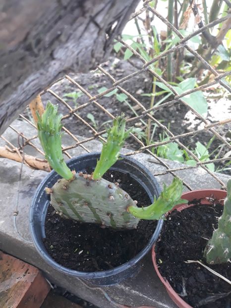 Primi lastari - Plantutele mele