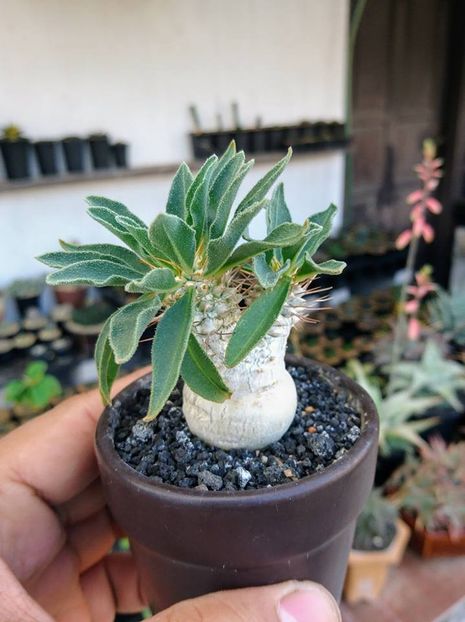 Pachypodium namaquanum - Whish list pentru viata urmatoare1