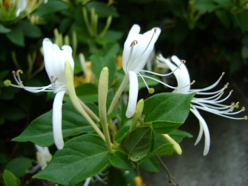 Lonicera caprifolium - Primavara 2018