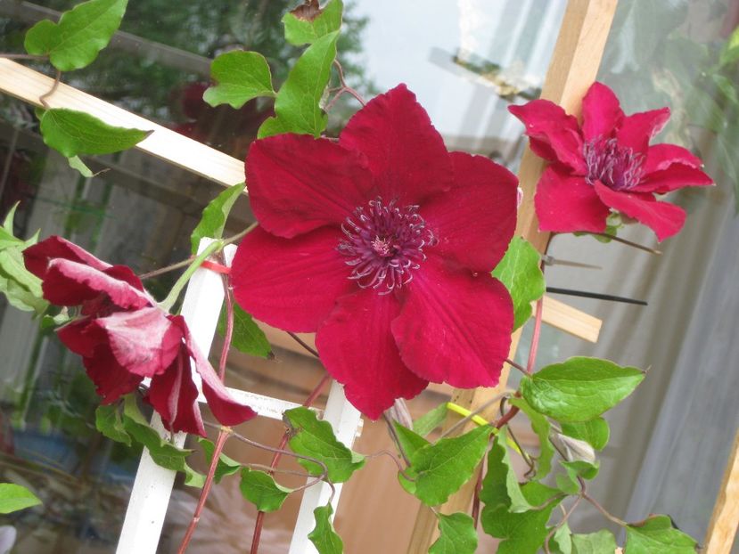 Clematis Nubia - Clematis 2018