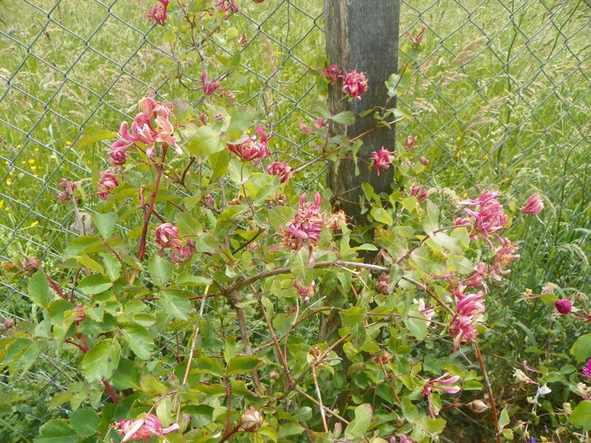 lonicera belgica - Dobarland 2018 2