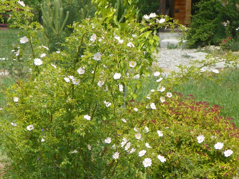 rosa canina - Dobarland 2018 2