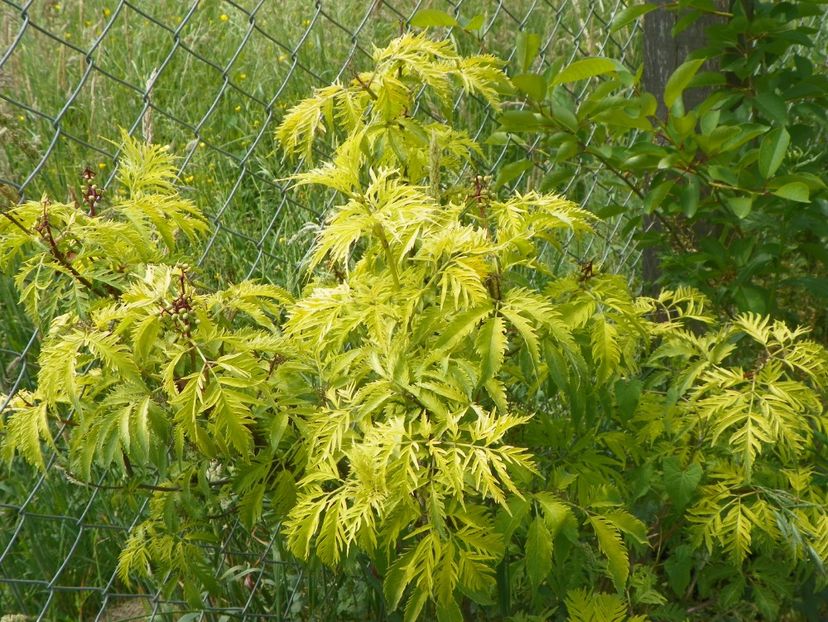 sambucus Southerland Gold - Dobarland 2018 2