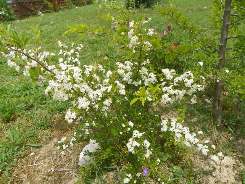 pyracantha Soleil d'Or - Dobarland 2018 2