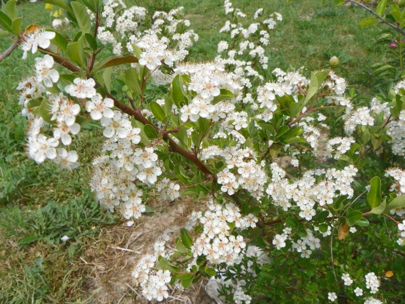 pyracantha Soleil d'Or - Dobarland 2018 2