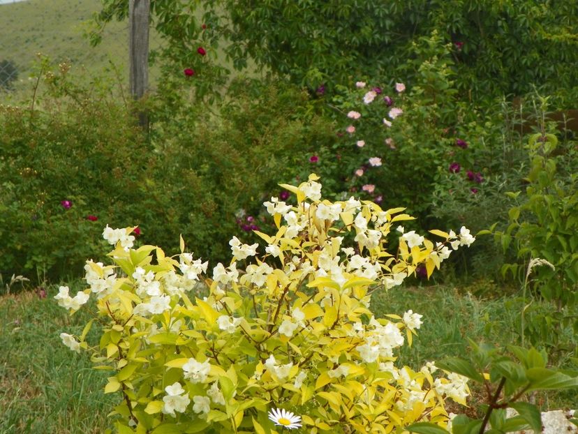 philadelphus aureus - Dobarland 2018 2