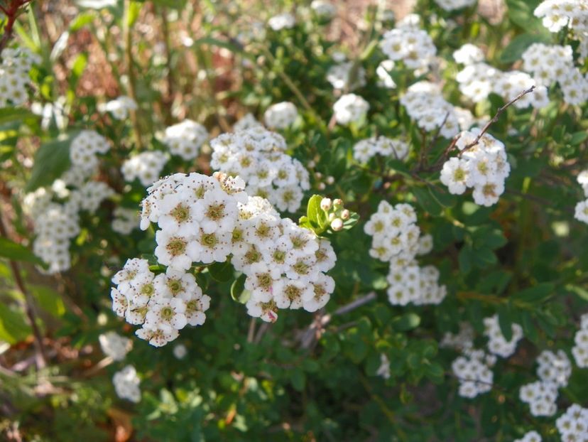 spiraea Halward's Silver - Dobarland 2018 2