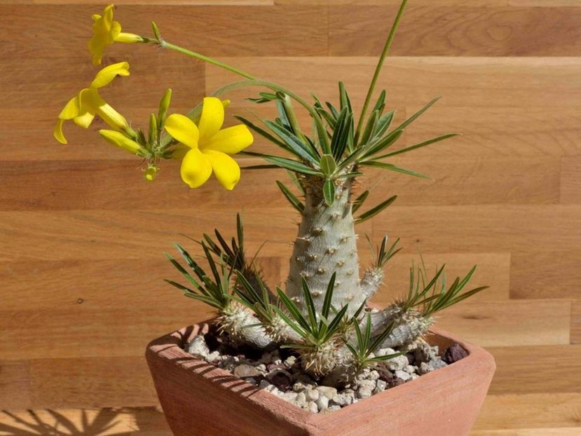 Pachypodium rosulatum ssp. gracilius - Whish list pentru viata urmatoare1