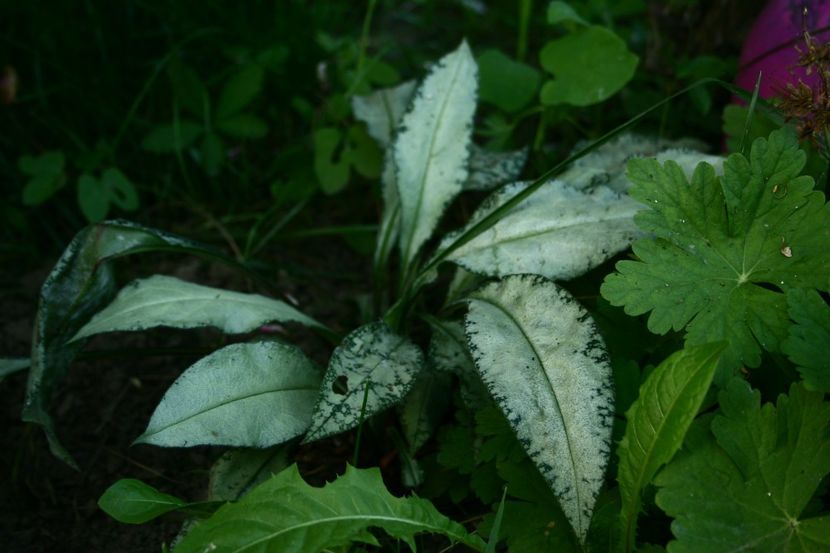 Pulmonaria Silverado - gradina 2018