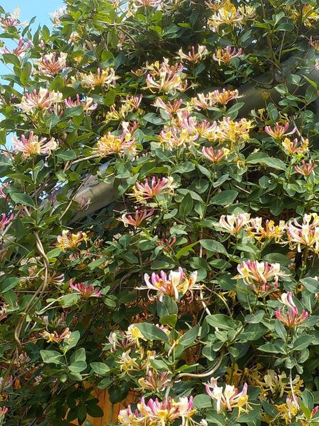  - lonicera