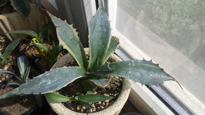 Agave psrassana marinata 50 ron planta mama - Vandute