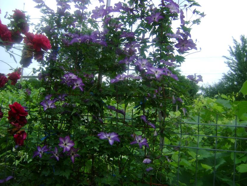 Clematita venosa violacea - 0 TRANDAFIRI 2018