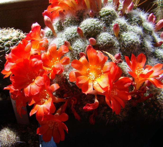 Rebutia fabrisii nana - 2018