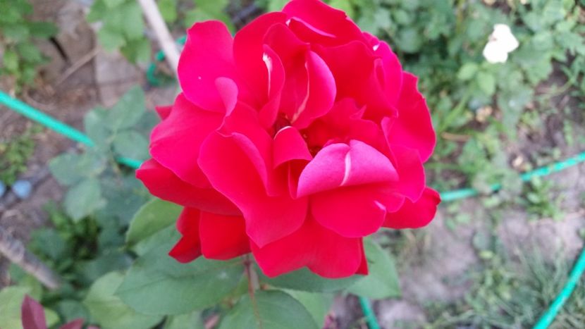 Rosu - trandafiri 2018