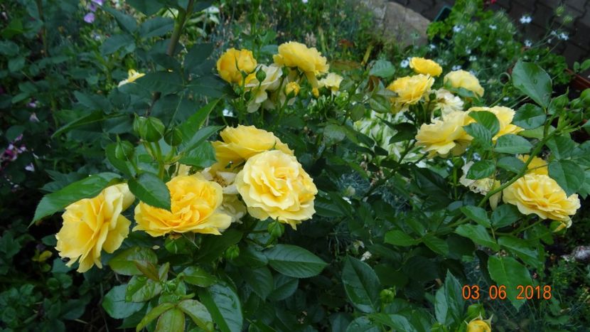 Julia Child - Trandafiri iunie I
